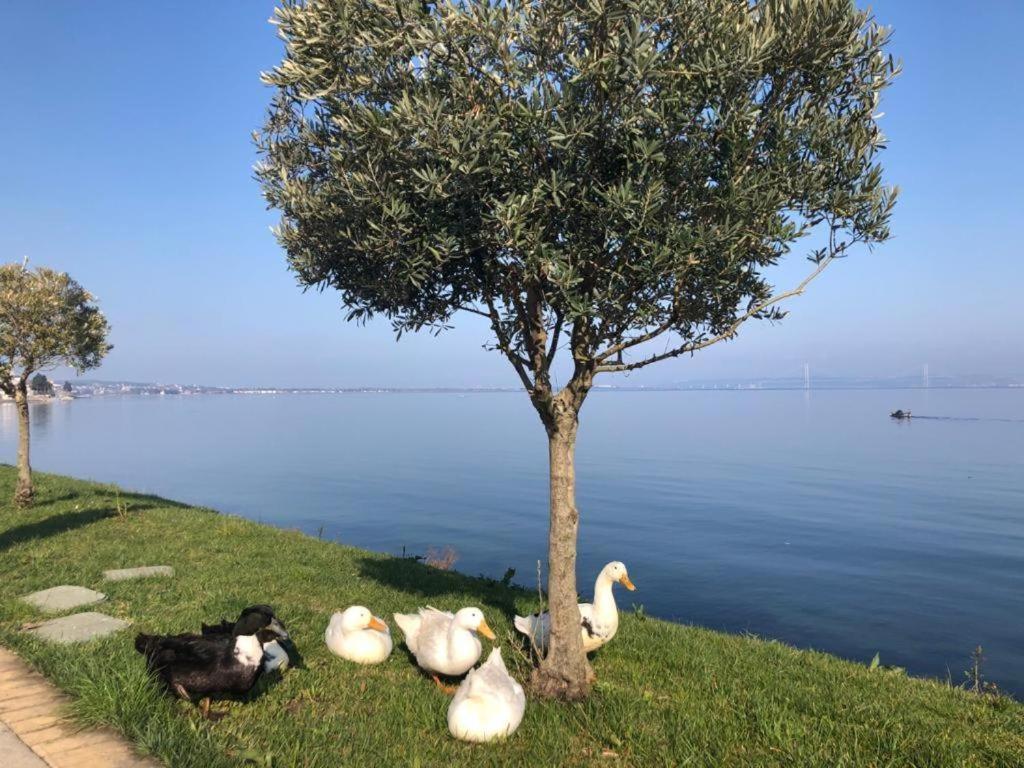 Blue Pier Hotel Kocaeli Eksteriør bilde